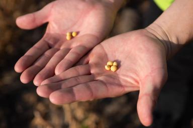 СОЯ НА REPEAT – ПЛЮС В ДОХОДАХ