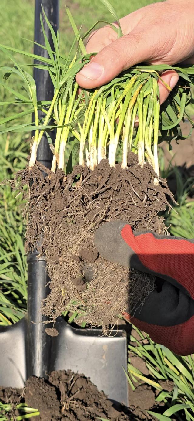 Как повысить зимостойкость пшеницы и рапса