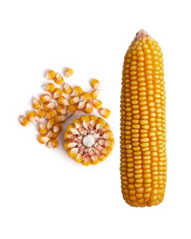 Золотой початок 153 МВ