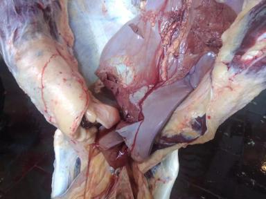 Что показывает вскрытие трупа коровы? 