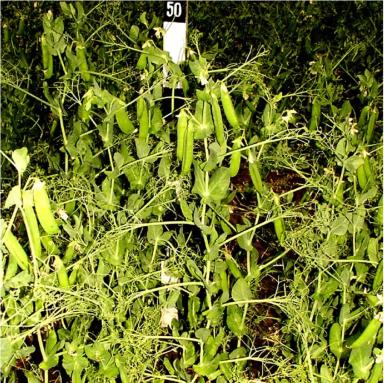 Аксайский усатый 5 горох