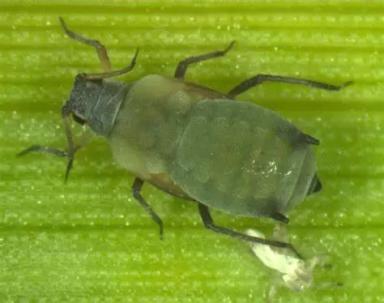 Кукурузная тля