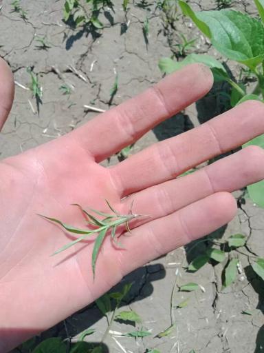 Вопросы из чатов: можно ли применить гербицид с микроудобрениями?