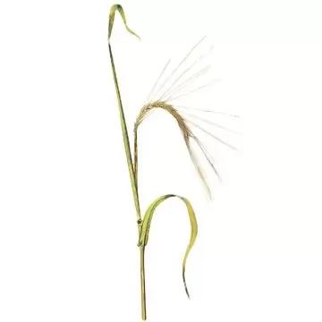 Зеленоглазка