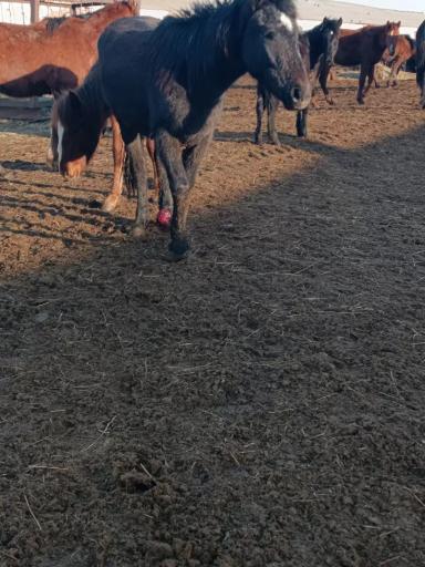 Вопросы из чатов: как лечить опухоль у лошади?