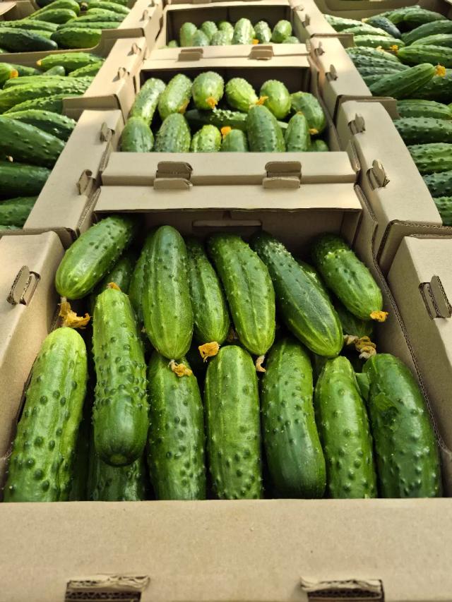 Огурец Атлет