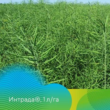 Фунгициды на рапсе