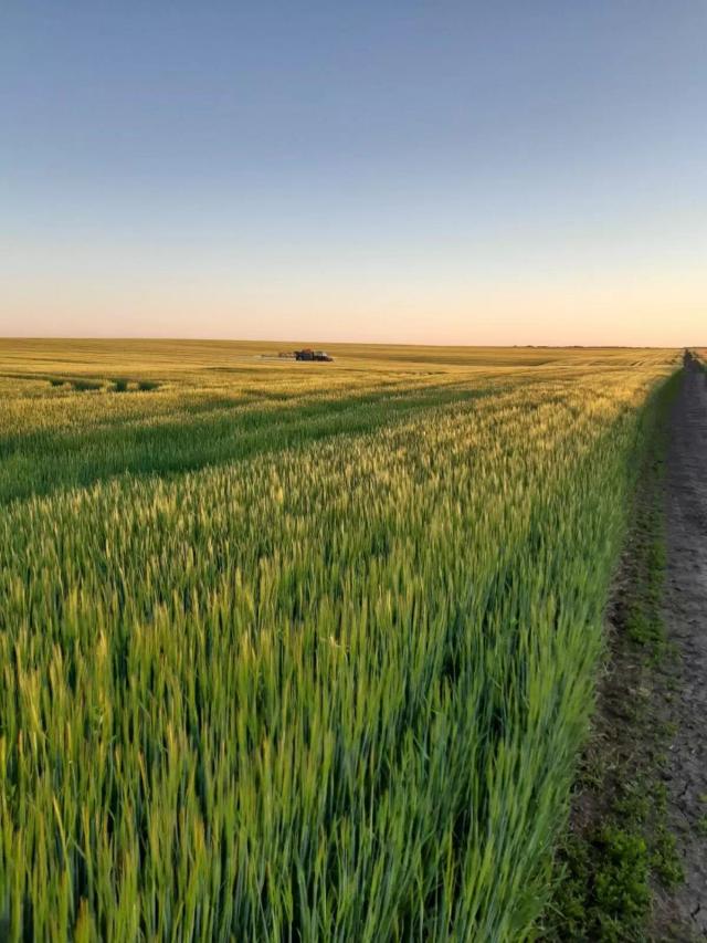 Пахать или дисковать?