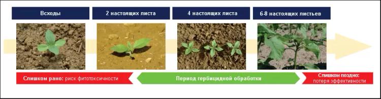 Заразиха подсолнечниковая: характеристика и методы борьбы