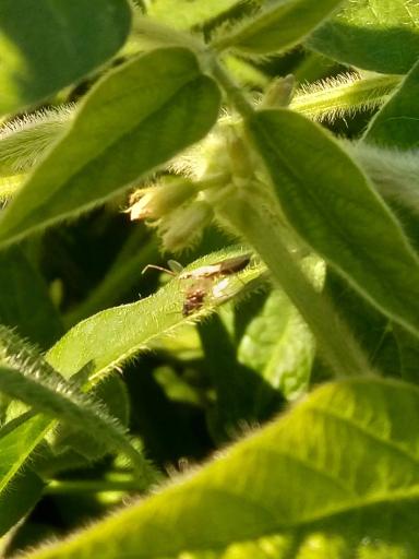 АГРОМОНИТОРИНГ.