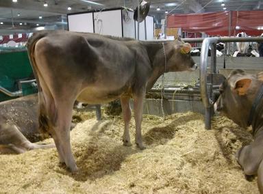 Brune (French Brown)
