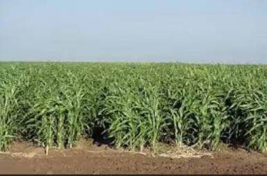 Да,и  большой урожай тоже может быть проблемой.Суданская трава в 3 метра