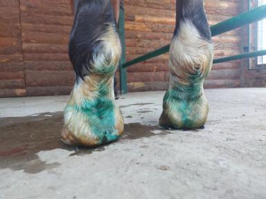 Как лечить мокрецы? 