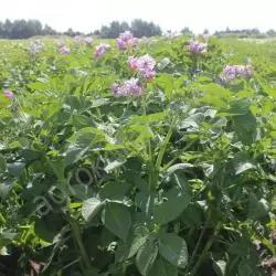 Ариэль ® - сорт картофеля (Solanum tuberosum L.).