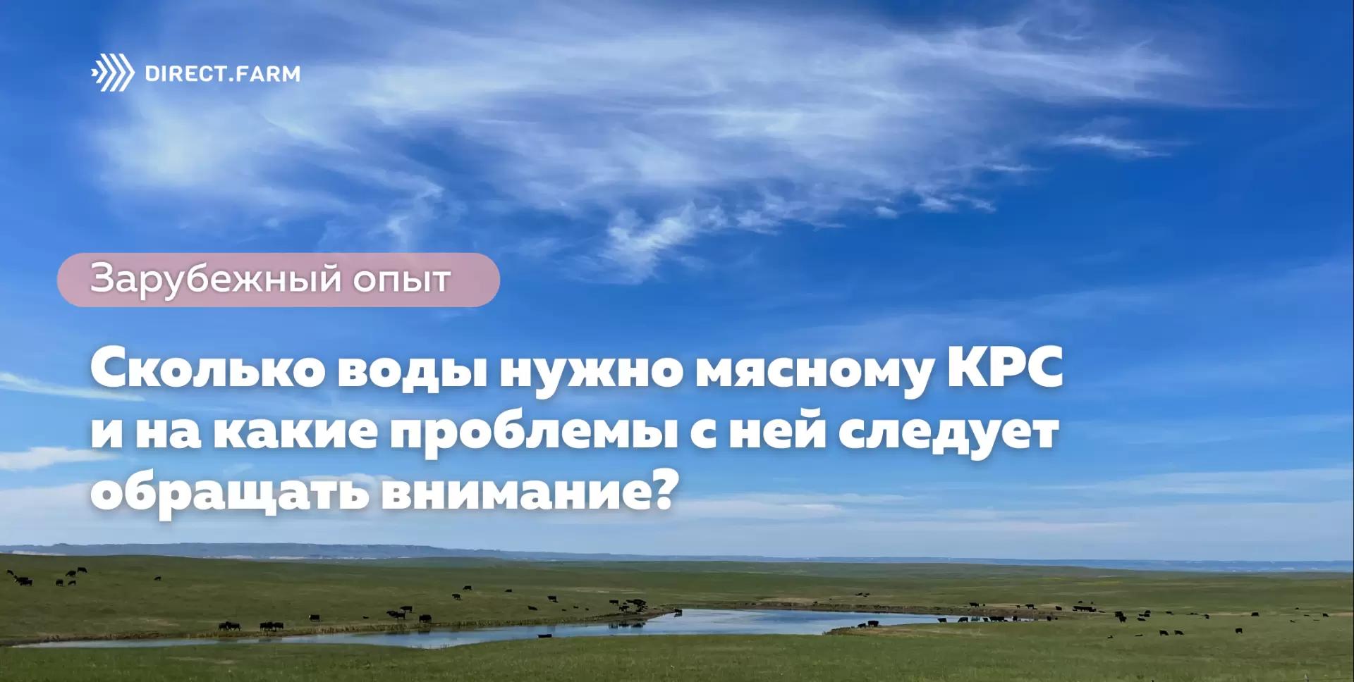 Сколько воды нужно мясному КРС и на какие проблемы следует обращать внимание?