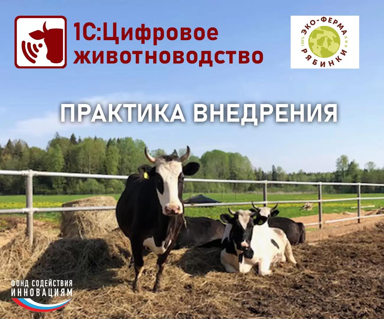 1С:Цифровое Животноводство: Практика применения. ЗАО Эко-фирма «Рябинки»