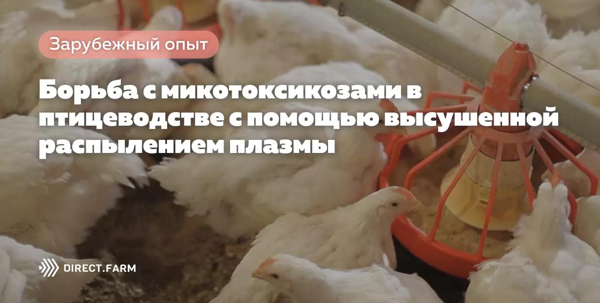 Борьба с микотоксикозами в птицеводстве с помощью высушенной распылением плазмы