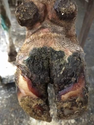 Пальцевый дерматит