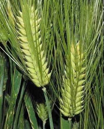 Гордей озимый ячмень