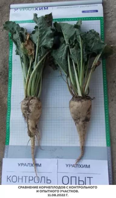 Листовые подкормки продуктами SOLAR NPK micro. Опыт на сахарной свекле.