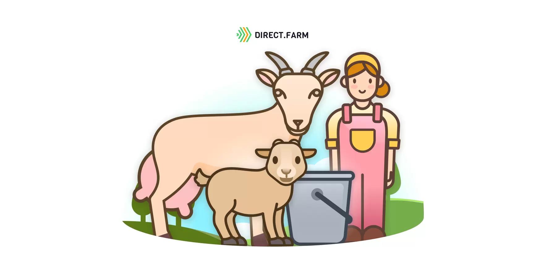 Организация доения коз сразу после окота