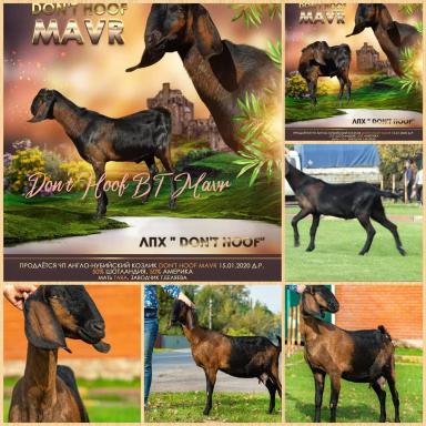 Англо-нубийские козочки и козлики 