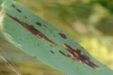 Сетчатая пятнистость ячменя