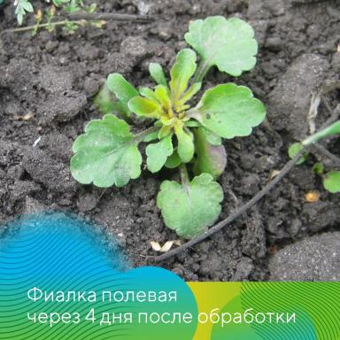 Вести с полей. Татарстан