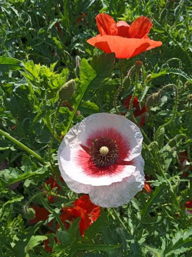 Красота декоративных маков