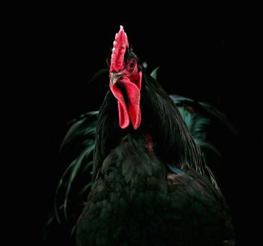 РАЗЫСКИВАЮТСЯ ГЕРОИ «MEGAANIMAL IN BLACK» ДЛЯ ЕЖЕГОДНОГО КАЛЕНДАРЯ МЕГАМИКС⠀