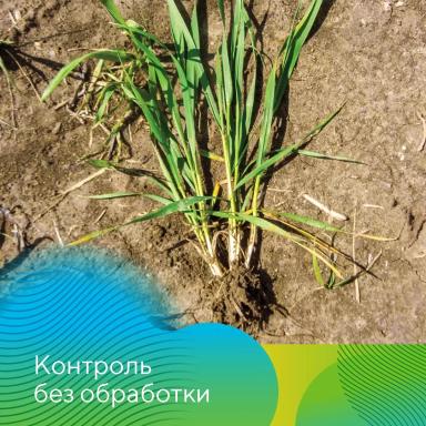 Регулятор роста на зерновые культуры