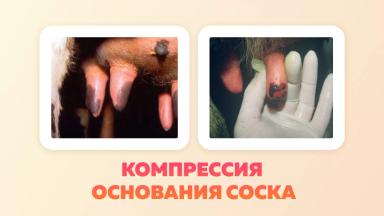 Неинфекционные заболевания вымени коров