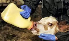 Поговорим о молодняке… (часть 2)