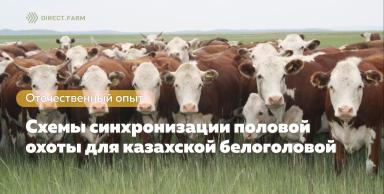 Сравнение схем синхронизации половой охоты на казахской белоголовой породе КРС