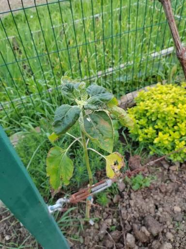 Вопросы из чатов: что с подсолнечником?