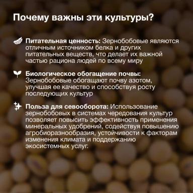 Всемирный День зернобобовых