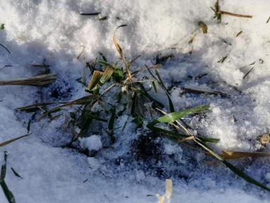 Отбор монолитов озимой пшеницы на Агрополигоне "Приволжье"