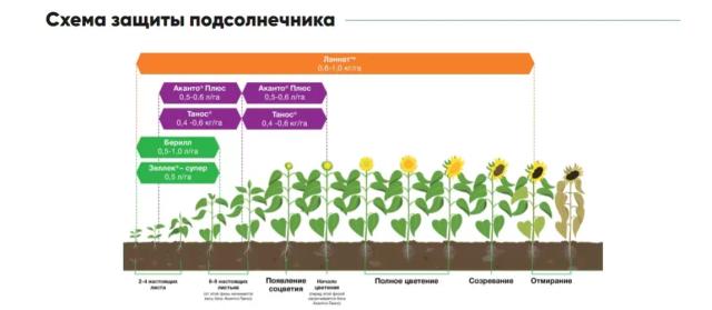 П 64 ЛЕ 25 - гибрид подсолнечника Пионер