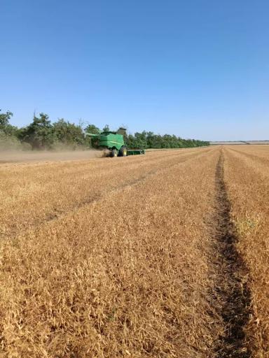 ПОЗДРАВЛЯЕМ С НАЧАЛОМ УБОРКИ ГОРОХА