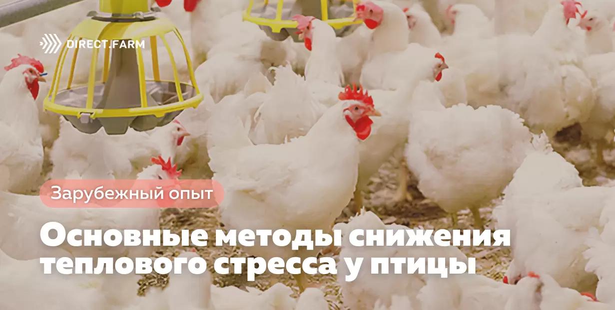 Основные методы снижения теплового стресса у птицы