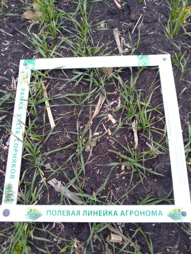 Влияние биопрепарата Альбит на развитие корневой системы озимой пшеницы