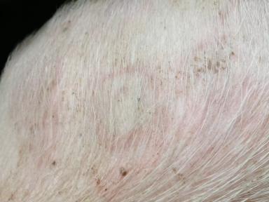 Вопросы из чатов: почему у свиньи появились пятна на коже?