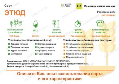 Этюд сорт мягкой озимой пшеницы