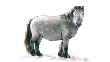 Якутская порода лошадей