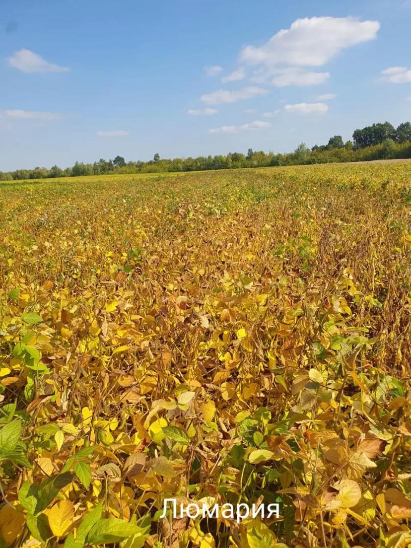 Промежуточными результаты демо-посевов сои:  — Артика (СОКО) — Дока (СОКО) —