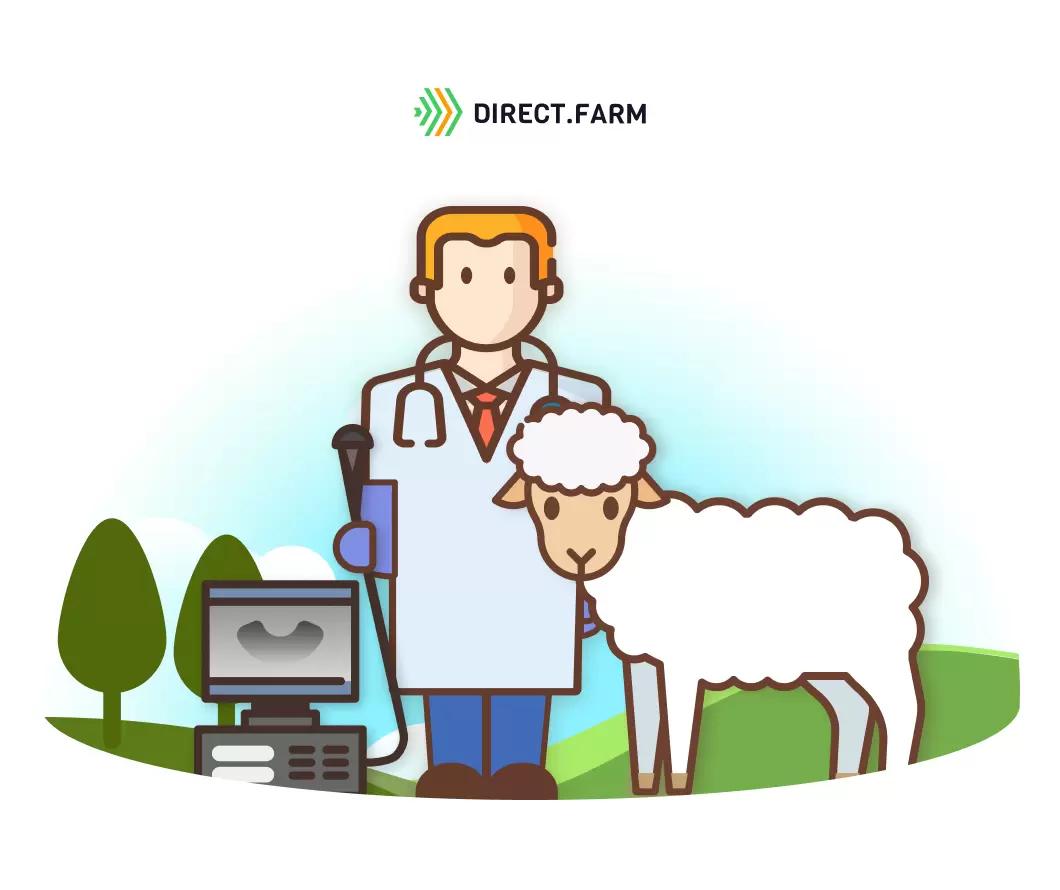 Как определить беременность у овец?