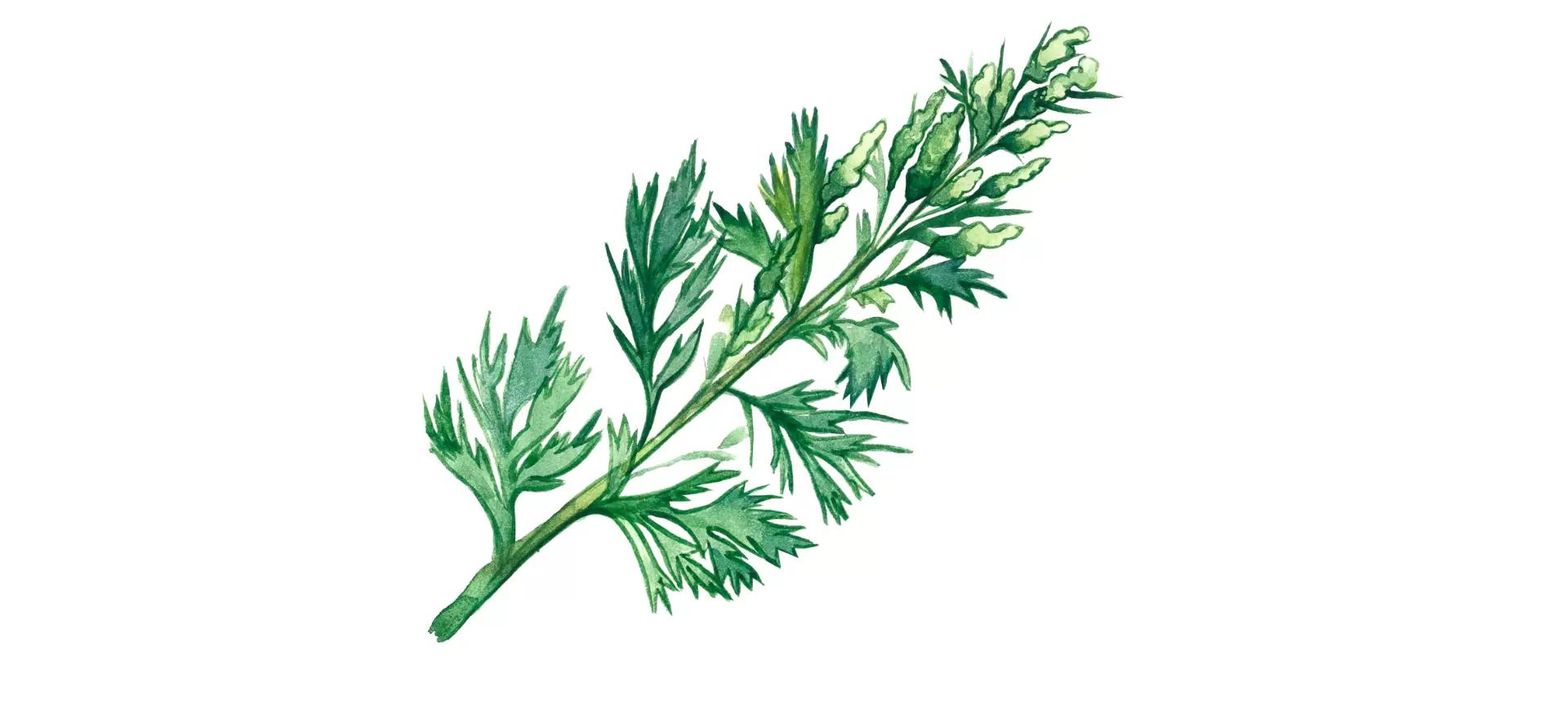 Полынь обыкновенная