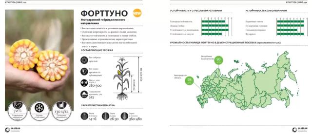 Форттуно - гибрид кукурузы (Zea mays L.).