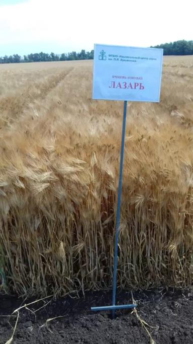 Лазарь сорт ячменя озимого