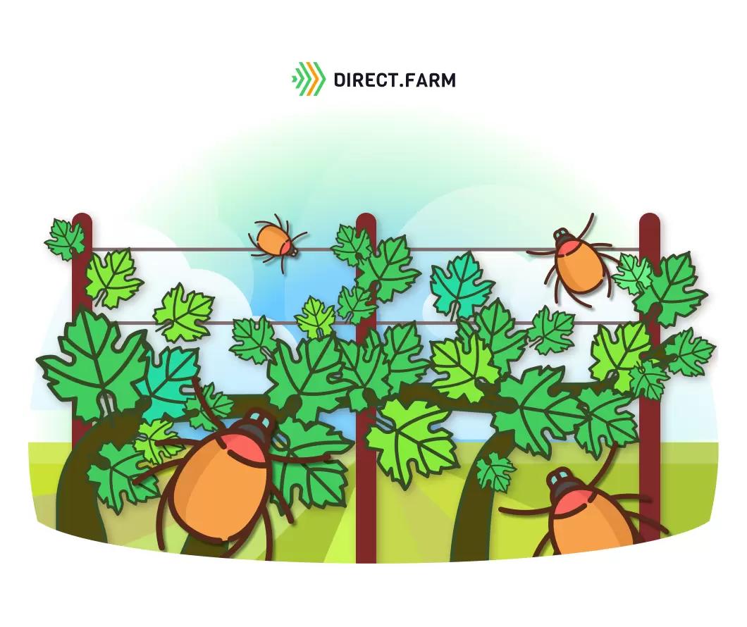 Защита винограда до цветения